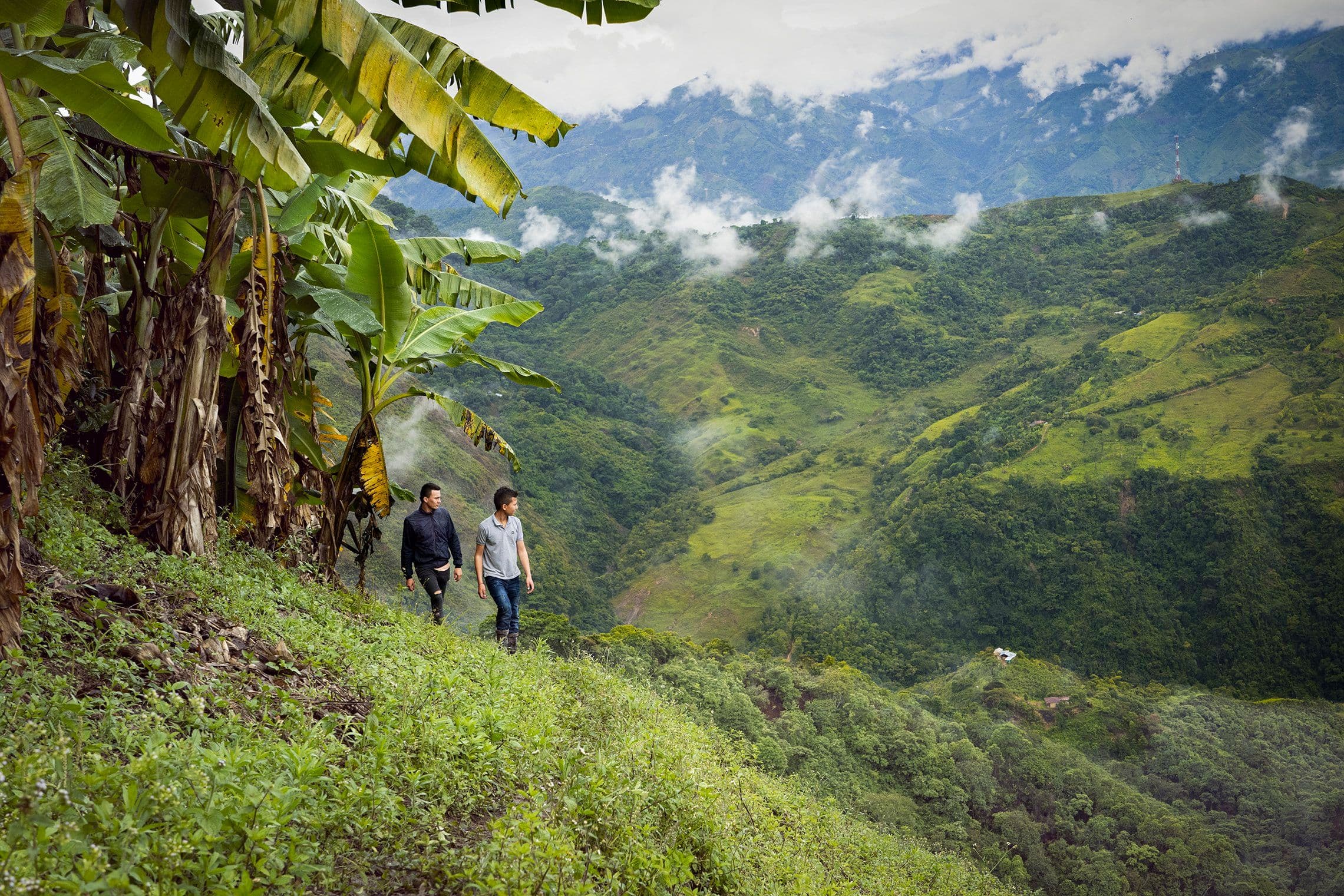 Coffee farm landscape in Planadas, Colombia